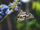 Voilier Echiquier   Le Démoleus - Papillons Exotiques