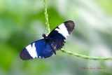 Papillon exotique Heliconius cydno - Papillons Exotiques