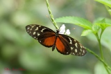 Papillon exotique  Heliconius hecale - Papillons Exotiques