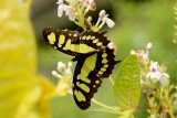 Malachite   (  Siproeta stelenes ) - Papillons Exotiques