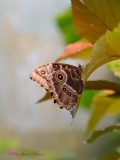 Le Morpho ou Morpho Bleu - Papillons Exotiques