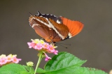 La Siproéta Brune - Papillons Exotiques