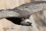 Vautour Fauve - Le Vautour Fauve