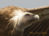 Vautour Fauve - Le Vautour Fauve