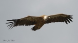 Vautour Fauve - Le Vautour Fauve