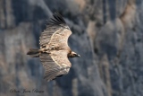 Vautour Fauve - Le Vautour Fauve