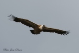 Vautour Fauve - Le Vautour Fauve