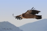 Vautour Fauve - Le Vautour Fauve