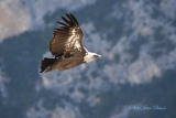 Vautour Fauve - Le Vautour Fauve