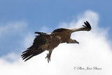 Vautour Fauve - Le Vautour Fauve