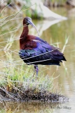 Ibis Falcinelle  ( Plégadis falcinellus ) - L' automne en Sologne