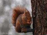 Écureuil roux   (Sciurus vulgaris  ) - Ecureuil roux