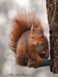 Écureuil roux   (Sciurus vulgaris  ) - Ecureuil roux