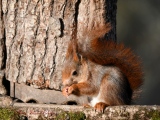 Écureuil roux   (Sciurus vulgaris  ) - Ecureuil roux