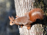 Écureuil roux   (Sciurus vulgaris  ) - Ecureuil roux