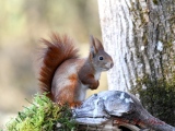 Écureuil roux   (Sciurus vulgaris  ) - Ecureuil roux