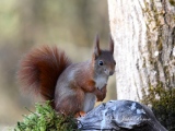 Écureuil roux   (Sciurus vulgaris  ) - Ecureuil roux