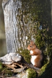 Écureuil roux   (Sciurus vulgaris  ) - Ecureuil roux