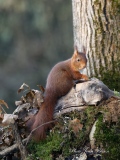 Écureuil roux (Sciurus vulgaris ) - Ecureuil roux