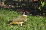 Pic vert femelle (Picus viridis ) - Les  PICS   (oiseaux )
