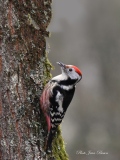 Le Pic mar - Les  PICS   (oiseaux )
