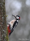 Pic épeiche mâle - Les  PICS   (oiseaux )