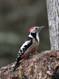 Le Pic mar - Les  PICS   (oiseaux )