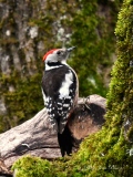 Le Pic mar - Les  PICS   (oiseaux )