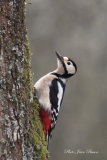 Femelle Pic Epeiche - Les  PICS   (oiseaux )
