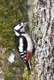 Femelle Pic Epeiche - Les  PICS   (oiseaux )