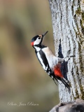 Pic épeiche mâle ( Dendropocos major ) - Les  PICS   (oiseaux )