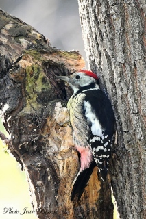 Le Pic mar - Les  PICS   (oiseaux )