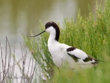 Avocette élégante   ( Recurvirostra avosetta ) - Oiseaux de Camargue