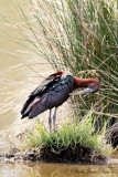 Ibis Falcinelle  ( Plégadis falcinellus ) - Oiseaux de Camargue