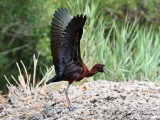 Ibis Falcinelle  ( Plégadis falcinellus ) - Oiseaux de Camargue