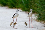 Echasses blanches - Oiseaux de Camargue