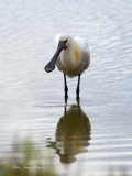 Spatule blanche  ( Plataléa  leucorodia ). - Oiseaux de Camargue