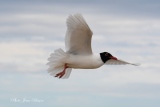 Mouette mélanocéphale - Oiseaux de Camargue