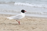 Mouette mélanocéphale - Oiseaux de Camargue