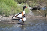 Couple de Tadorne de Belon - Oiseaux de Camargue