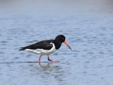 Huitrier Pie - Oiseaux de Camargue