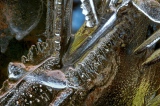 DSC_5748_DxO - Quand la glace me parle .....!