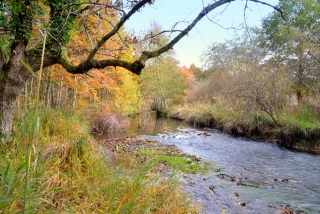 le Barangeon 8789 - Paysage de Sologne
