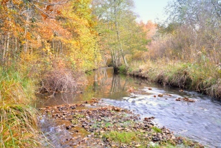 le Barangeon8790 - Paysage de Sologne