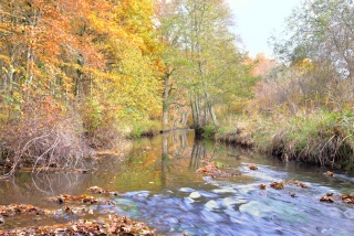le Barangeon 8792 - Paysage de Sologne