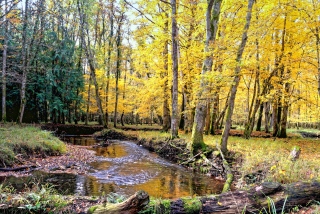 le Barangeon 8811 - Paysage de Sologne