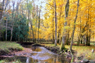 le Barangeon 8813 - Paysage de Sologne
