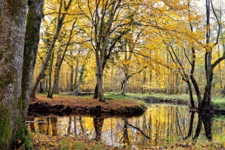 le Barangeon 8814 - Paysage de Sologne