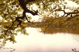 Etang de Sologne 1467 - Paysage de Sologne