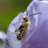 Bourdon sortant d'une fleur d'Althéa - Faune , Flore , Eau